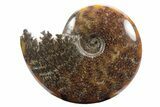 Polished Ammonite (Cleoniceras) Fossil - Madagascar #233482-1